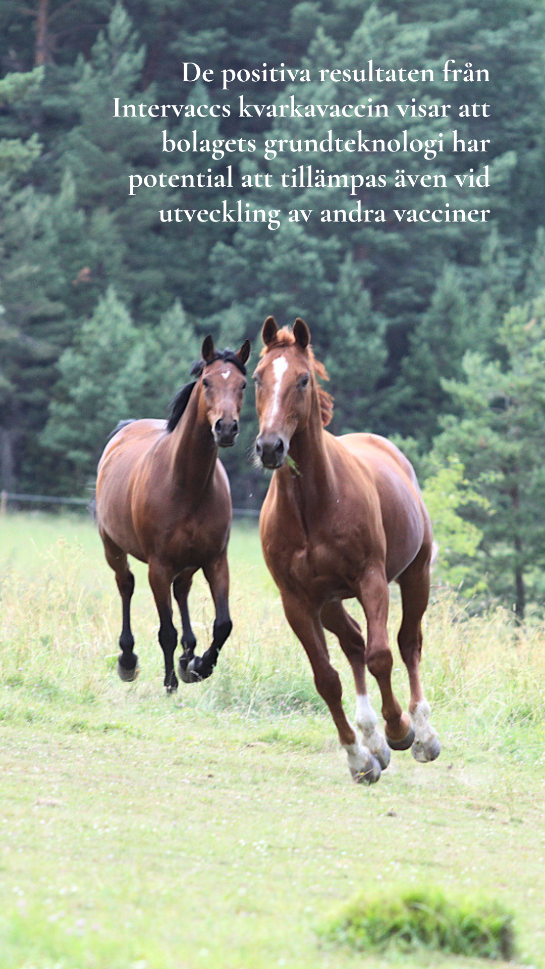 Text o bild med Russ eng Two horses running in a paddock, caption: The positive results from Intervacc's strangles vaccine show that the company's core technology has the potential to be applied to the development of other vaccines as well