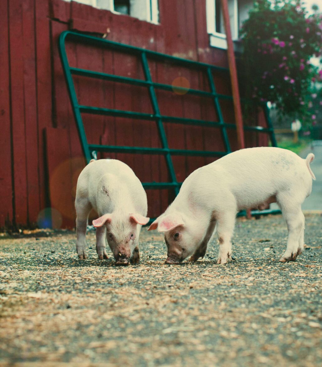 Pigs in a stable cropped Pigs in a stable