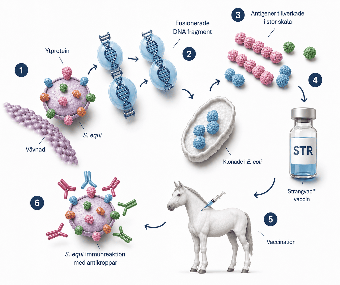 How the vaccine works Eng Schematic illustration of Intervacc's technology platform