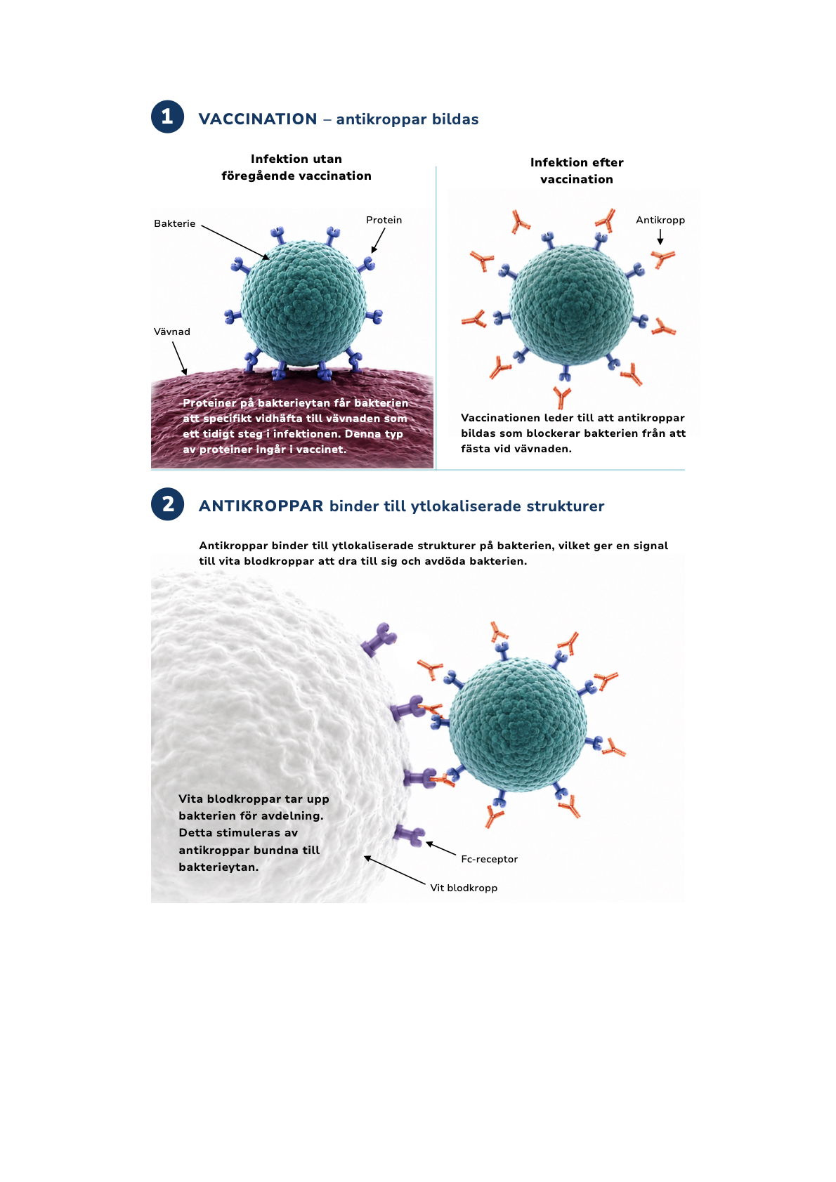 Teknologin vaccin Sv En illustration om hur vaccinet fungerar