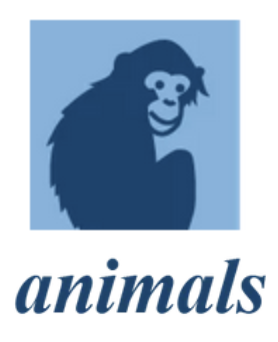 animals Omslag Animals