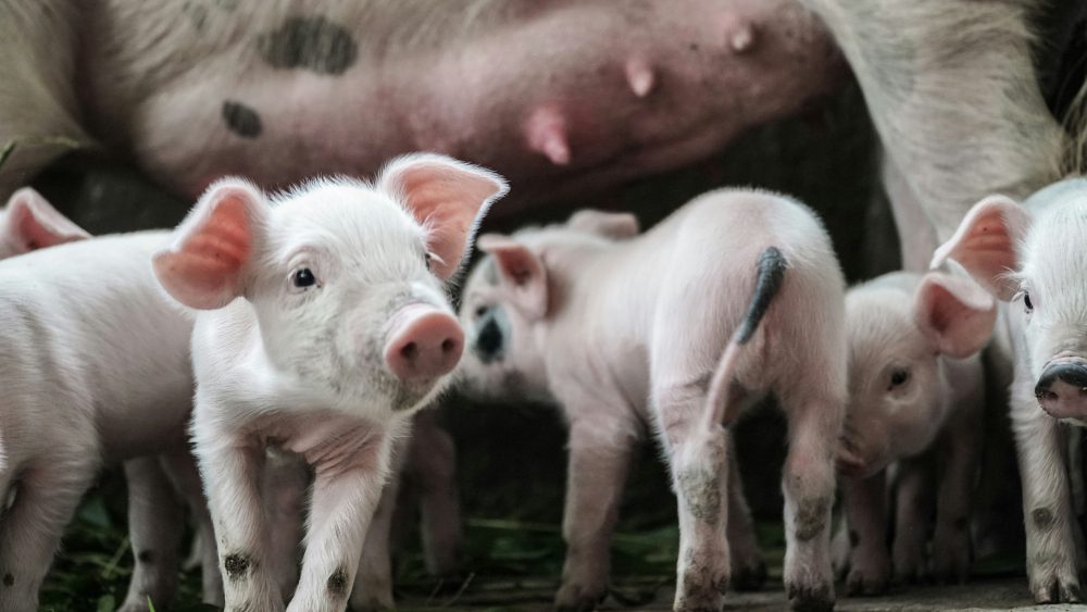 Piglets with mother