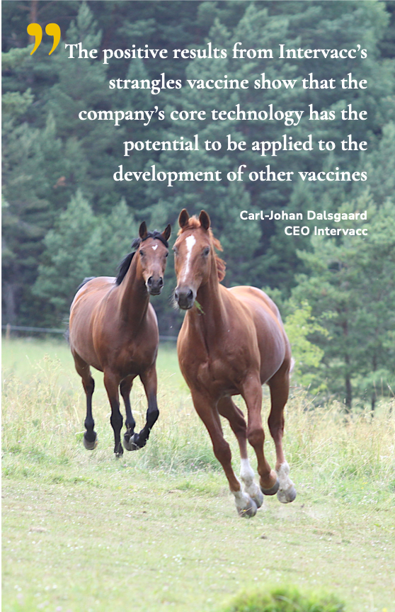 Text o bild med Russ eng Two horses running in a paddock, caption: The positive results from Intervacc's strangles vaccine show that the company's core technology has the potential to be applied to the development of other vaccines as well